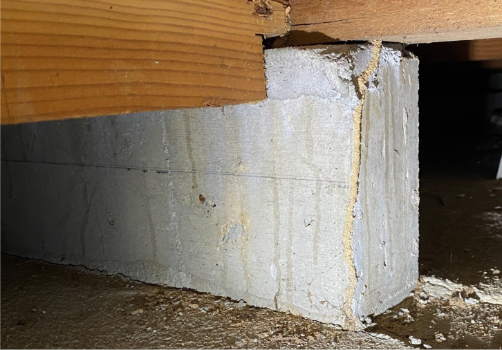 カビ、シロアリ